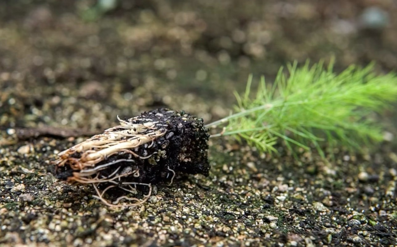 Corona de espárrago recién plantada
