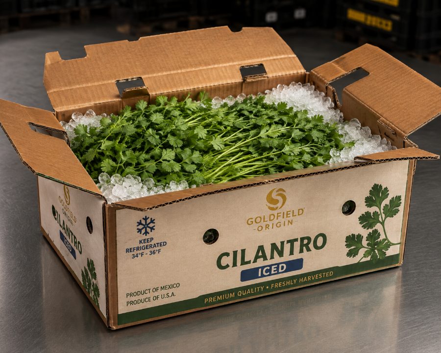 Cilantro fresco con hielo en caja Goldfield Origin