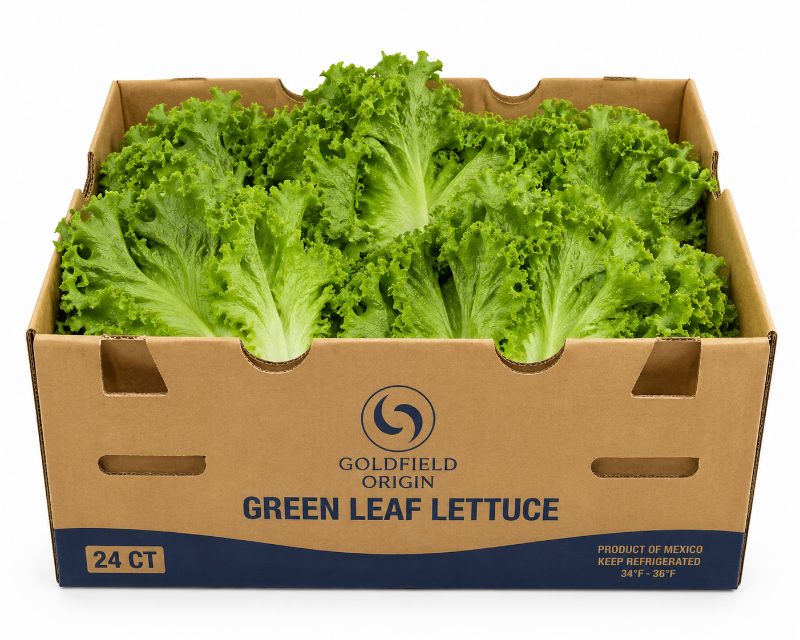 Lechuga green leaf, caja de 24 piezas