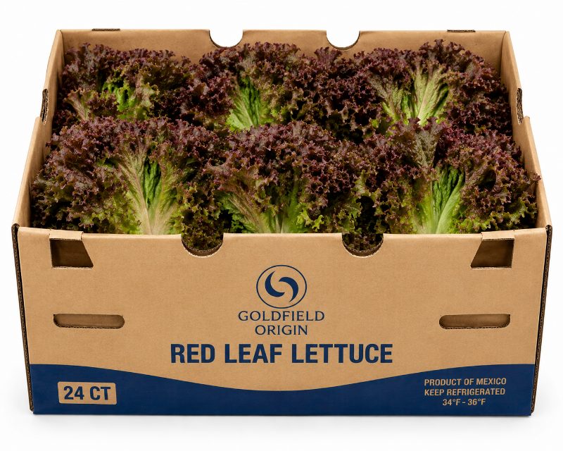 Lechuga red leaf, caja de 24 piezas